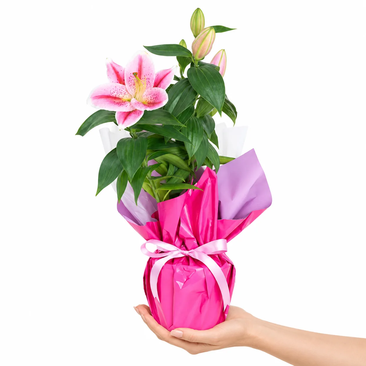 Parlak Pembe Lilyum
