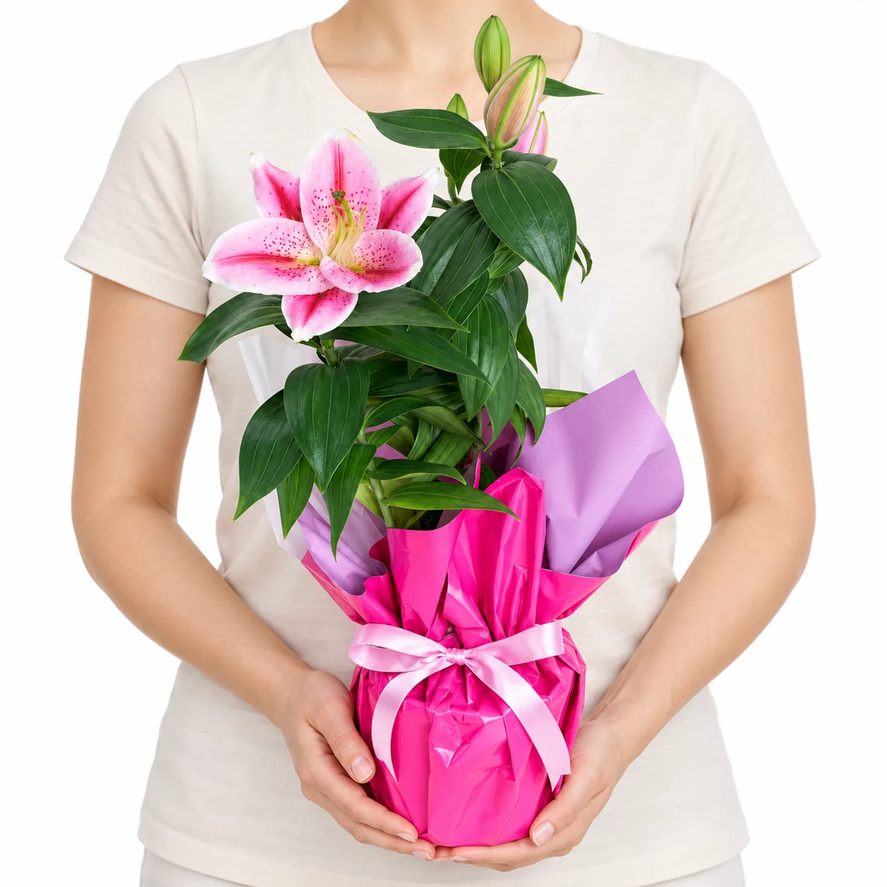 Parlak Pembe Lilyum