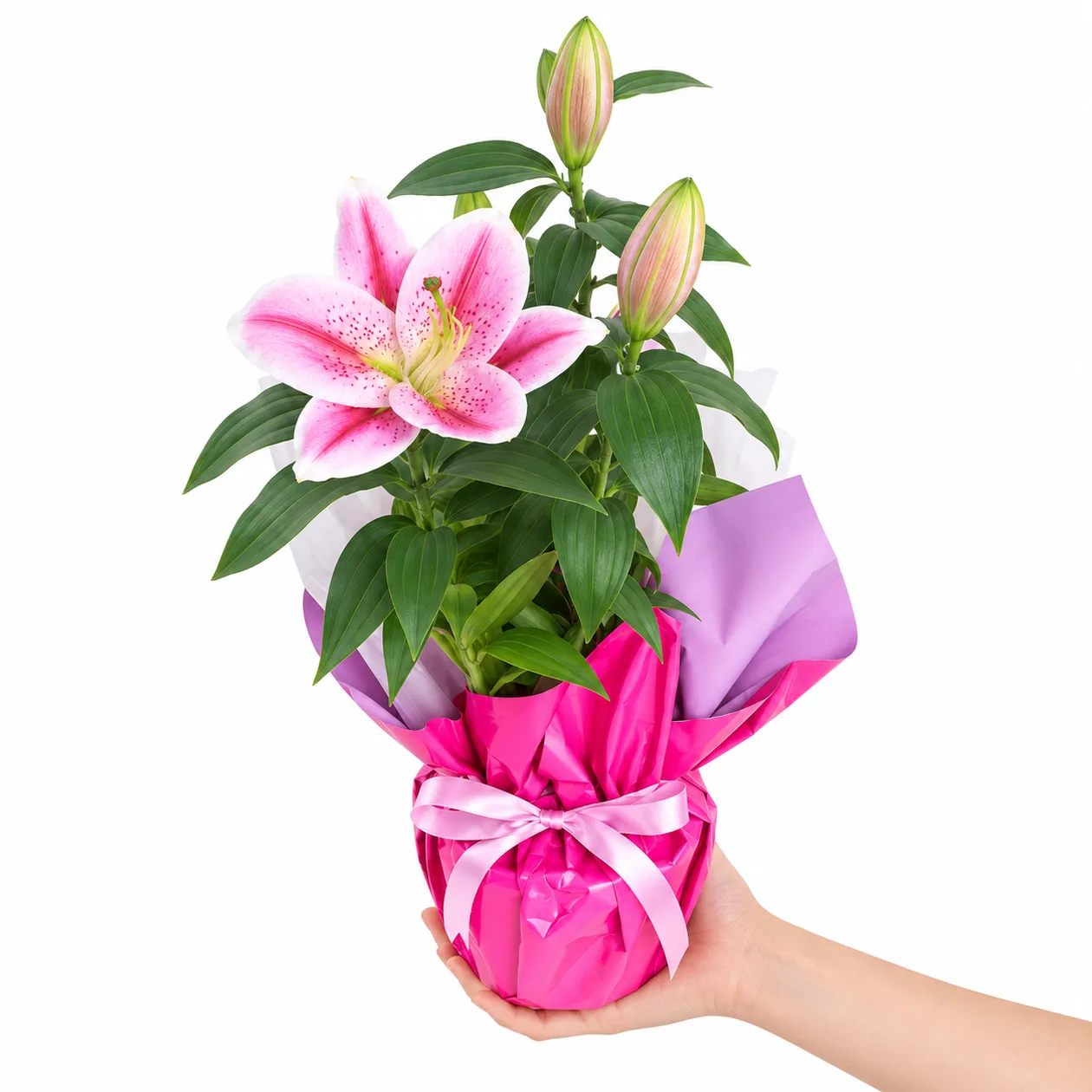 Parlak Pembe Lilyum