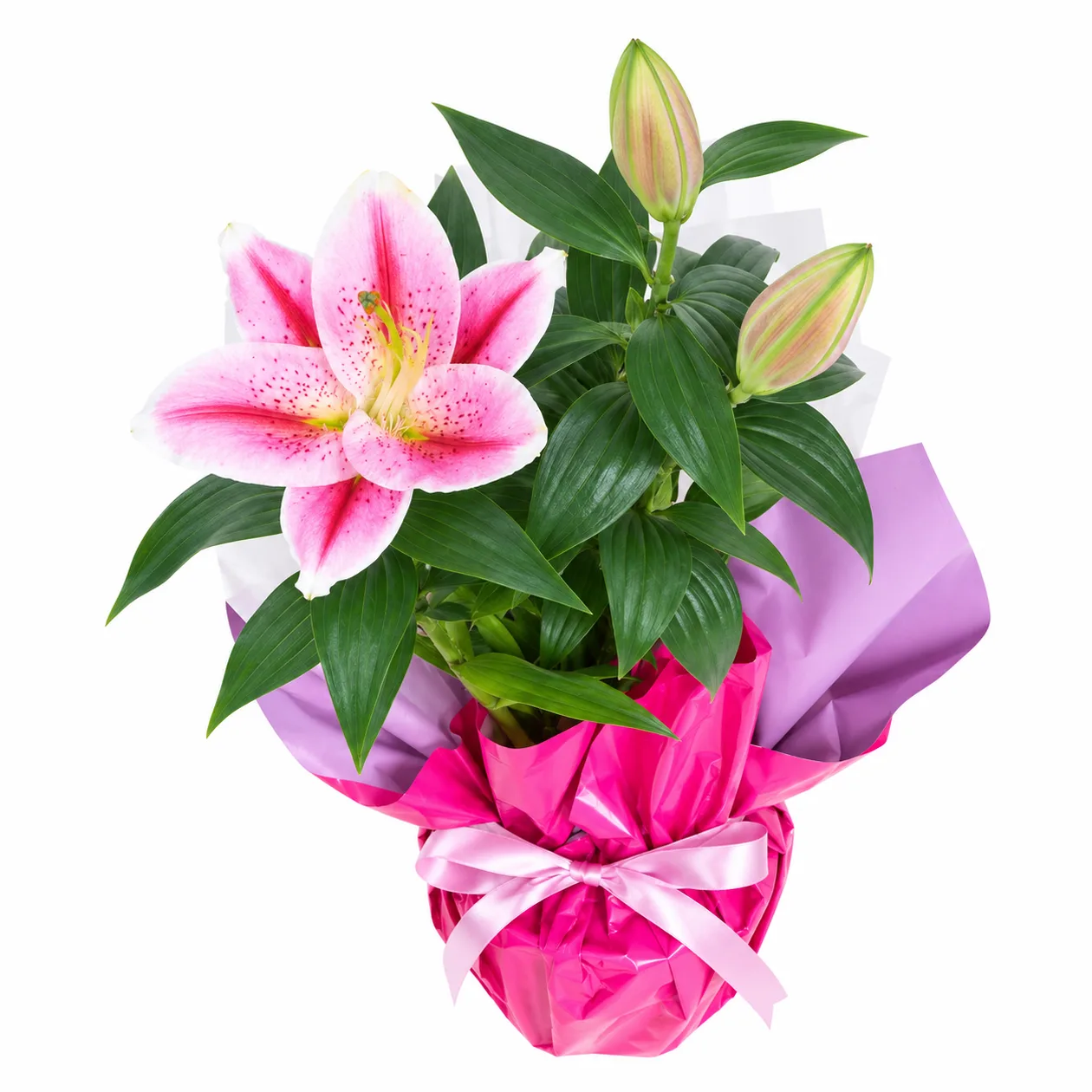 Parlak Pembe Lilyum