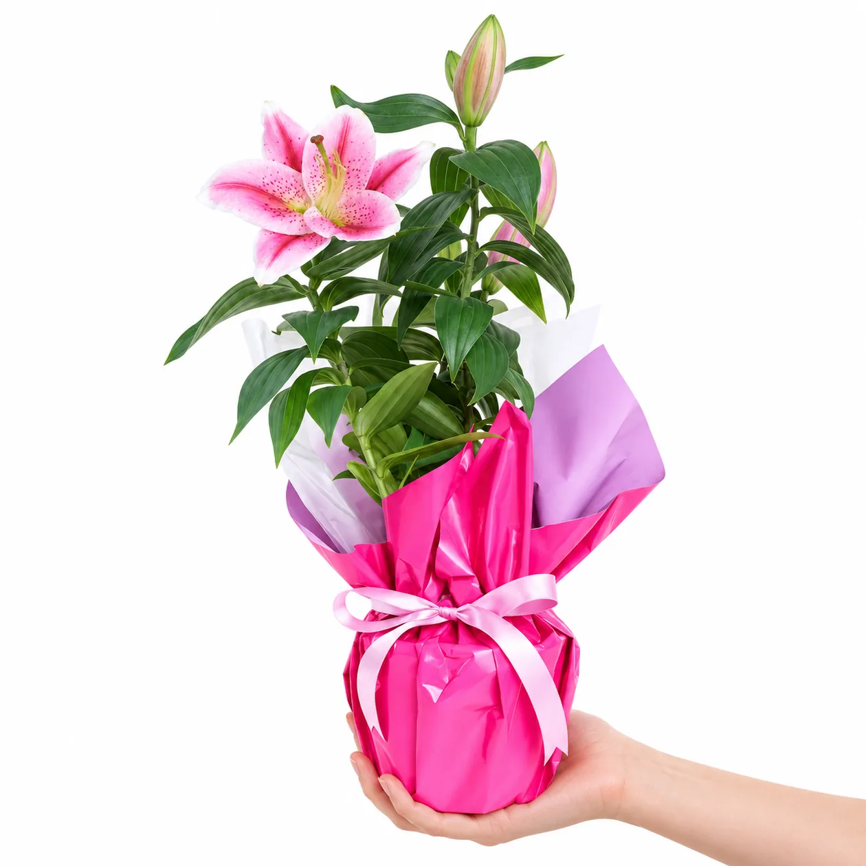 Parlak Pembe Lilyum