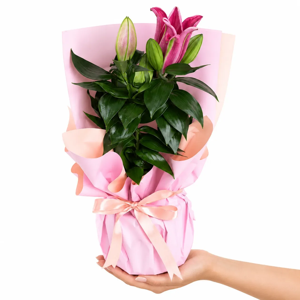 Pembe Kağıtlı Pembe Lilyum