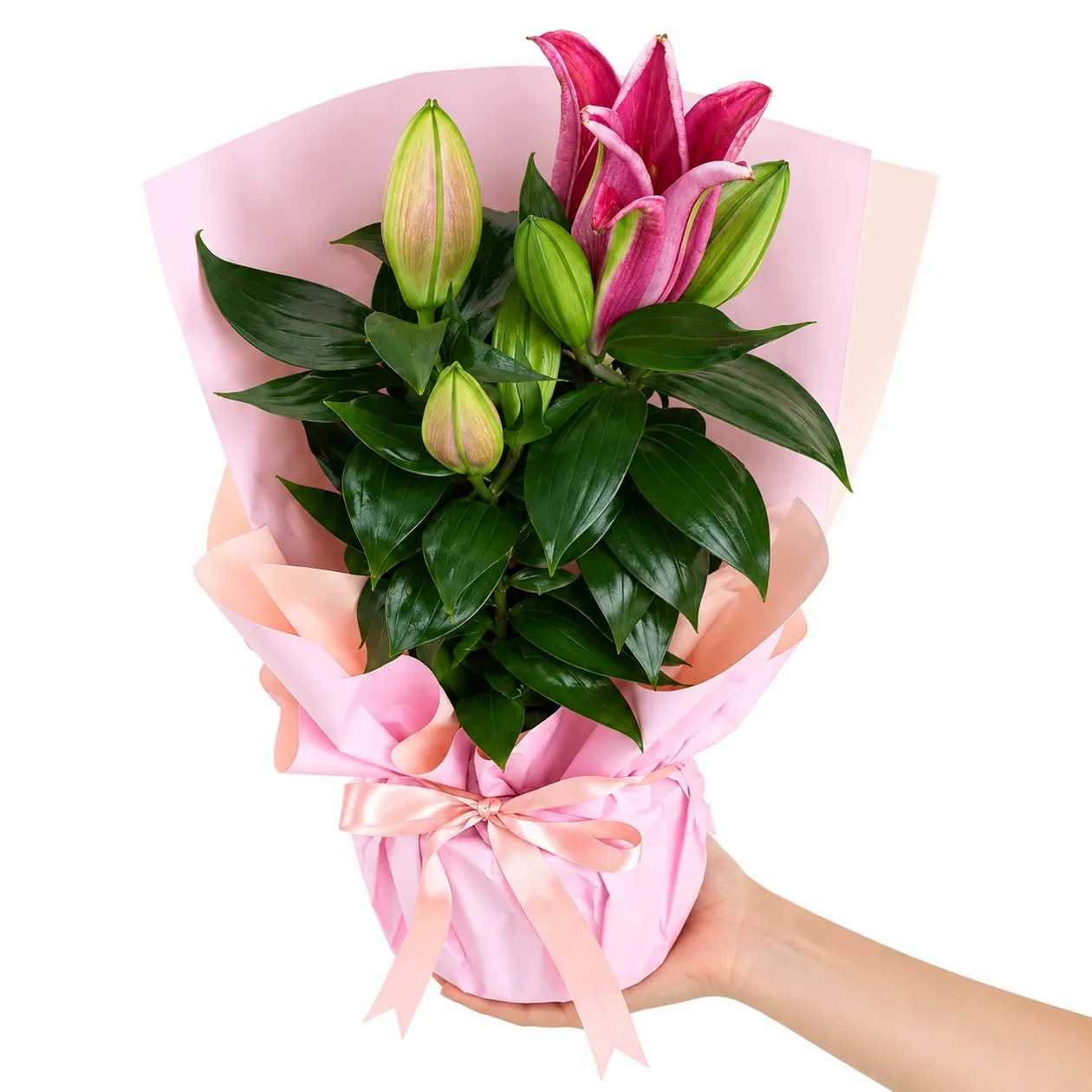 Pembe Kağıtlı Pembe Lilyum