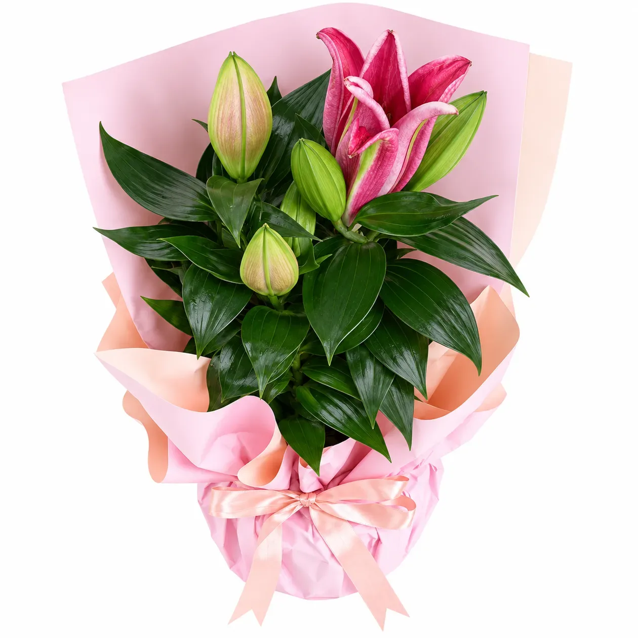Pembe Kağıtlı Pembe Lilyum