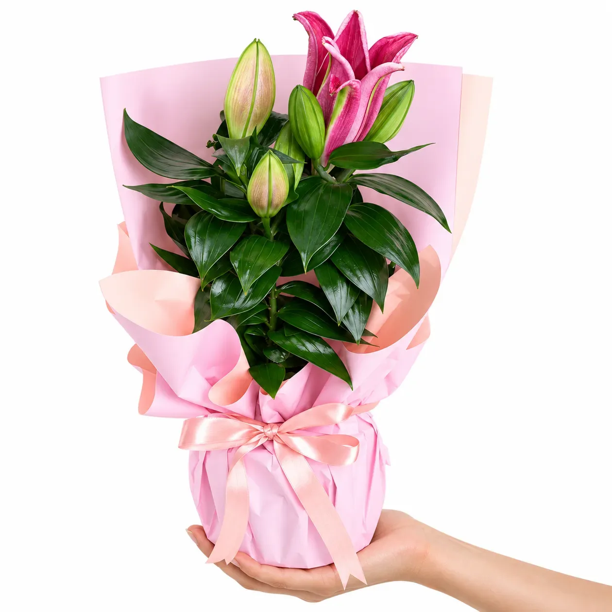 Pembe Kağıtlı Pembe Lilyum